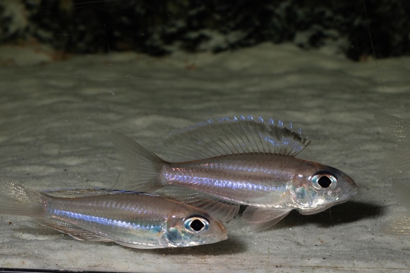 Trematocara marginatum 'Kigoma area'
